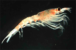 krill2