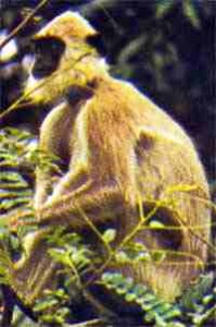 langur2