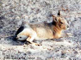 lebre_da_patagonia