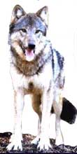 lobo3