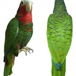 papagaio-cubano
