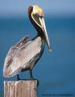 pelicanopardo
