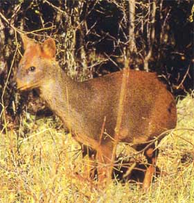 pudu