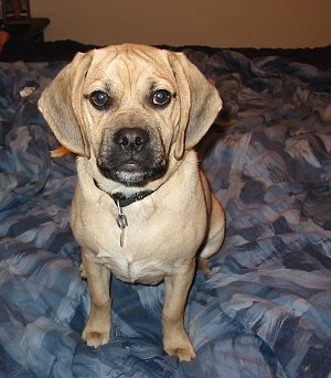 puggle