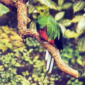 quetzal