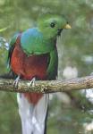 quetzal2