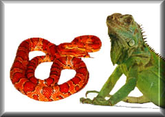 reptil5