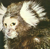 sagui5