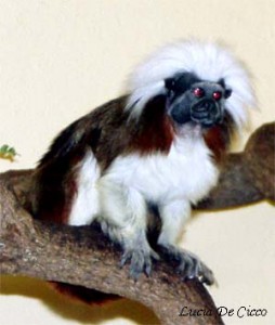 sagui_cabeca_algodao