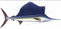 sailfish