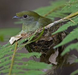 soldadinhodoararipe2