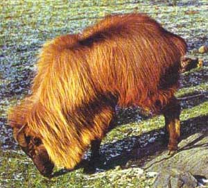 tahr