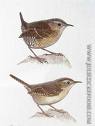 wren