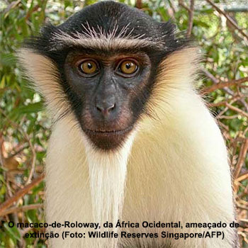 Este é um dos primatas mais bonitos do mundo e está em perigo de extinção –  Green Savers
