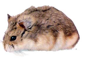 hamster_djungarian