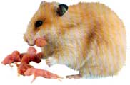 hamster_filhotes