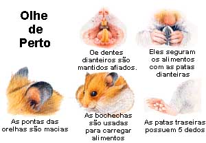 hamster_perto