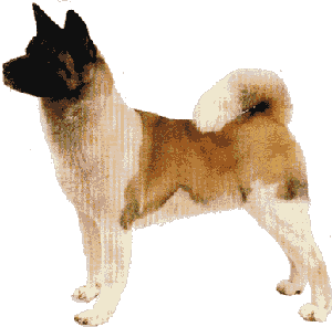 akita