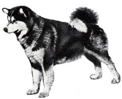 malamute3