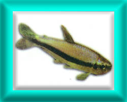 peixe45