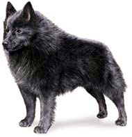 schipperke3