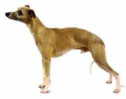 whippet