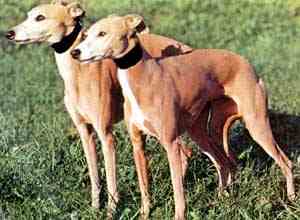 whippet3