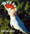 cacatuas