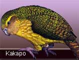 kakapo