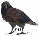 kea