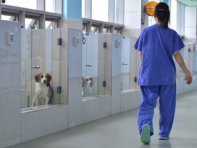 Pesquisador sul-coreano anda entre os cães clonados passado em uma sala de atendimento da Fundação (Foto: JUNG YEON-JE / AFP)