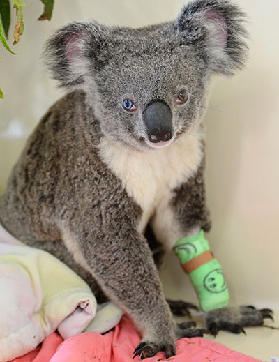 Animal com heterocromia enxerga perfeitamente (Foto: STR / AUSTRALIA ZOO / AFP)