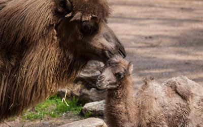 Bebê camelo Alexander Camelton nasceu no zoológico Lincoln Park em Chicago, nos Estados Unidos (Foto: hristopher Bijalba/Lincoln Park Zoo/Handout via Reuters )