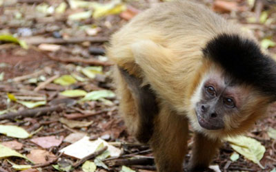 Macacos-prego do Piauí foram base para estudo (Foto: Fábio Rodrigues)