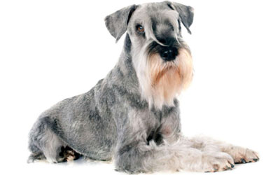 destaque_schnauzer