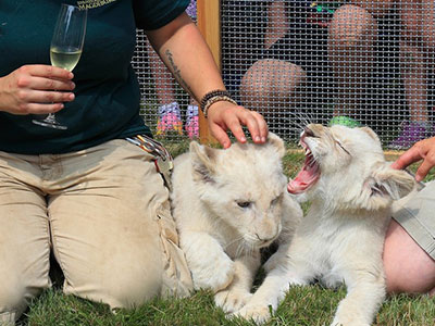 Shaira, à esquerda, e Jasiri, deitado ao lado, após seram nomeados no Zoológico em Magdeburg, na Alemanha (Foto: Jens Wolf/dpa via AP)