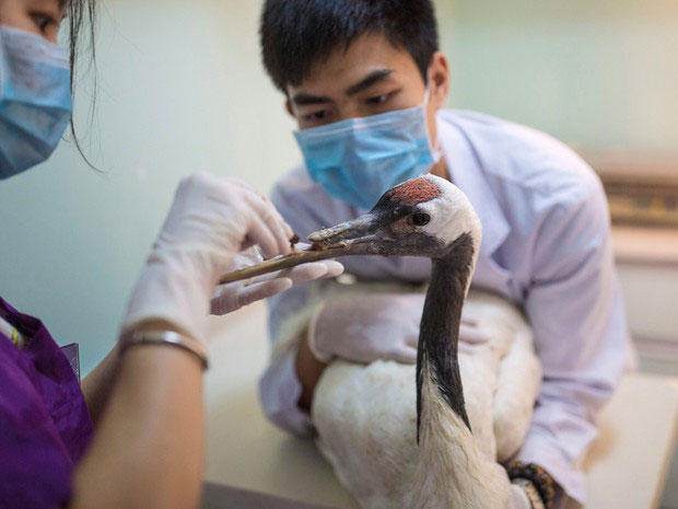 Grou-da-Manchúria passou por cirurgia para implante de bico de titânio (Foto: Chinatopix via AP)