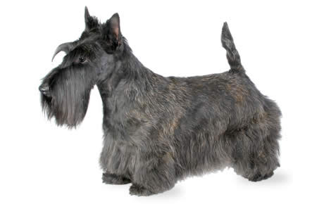 scottish_terrier