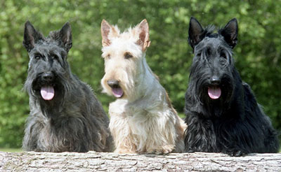 scottish_terrier2