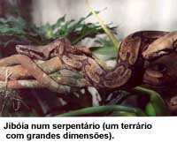 serpentes11