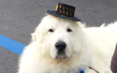 Duke, de 9 anos, alcançou seu terceiro mandato de um ano como 'prefeito honorário' Cormorant Township (Foto: Deb Rick/AP )