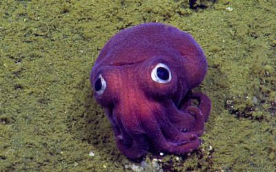 Imagem da câmera NautilusLive mostra lula de olhos arregalados no fundo do oceano no sul da Califórnia (Foto: OET/Nautiluslive via AP)