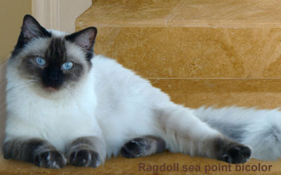 destaque_ragdoll_bicolor