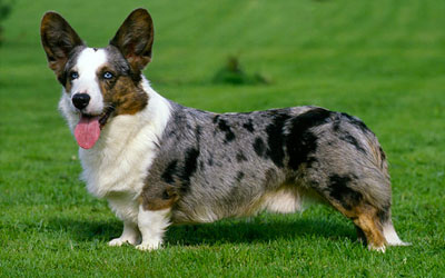 destaque_welsh_corgi