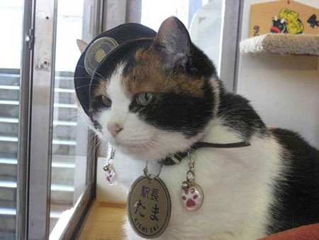 Tama era atração em ferrovia japonesa (Foto: Reprodução/Facebook/Super Station Master Tama)