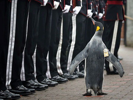 Olav foi condecorado por militares noruegueses em uma cerimônia especial em Edimburgo (Foto: Jane Barlow/PA via AP)