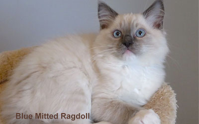 ragdoll_blue_mitted