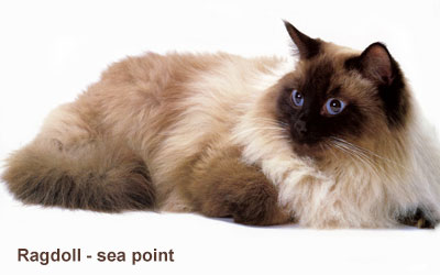 ragdoll_sea_point