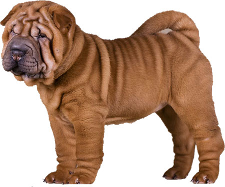 sharpei2