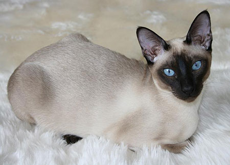 tonkinese-cat